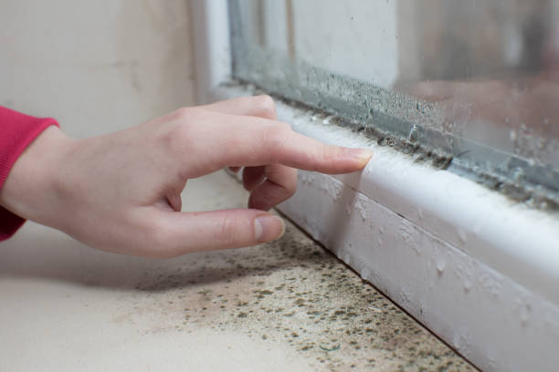 Best Real Estate Mold Inspection  in North Miami Beach, FL